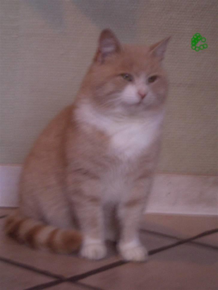 Mine søde katte billede 24