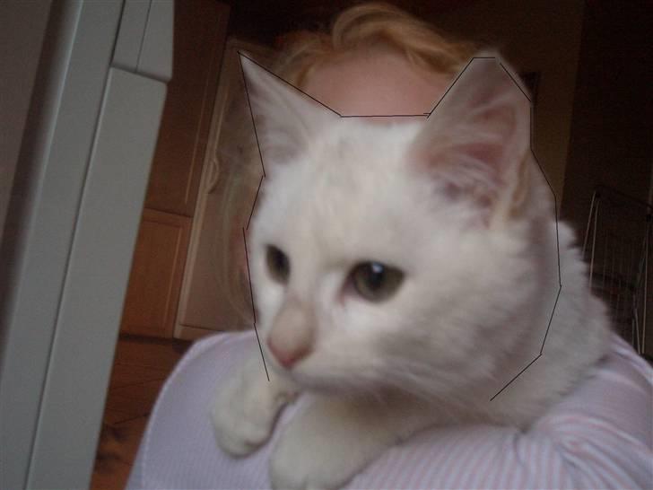 Mine søde katte billede 25