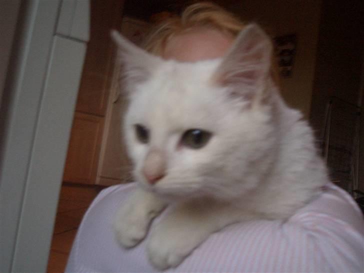 Mine søde katte billede 26