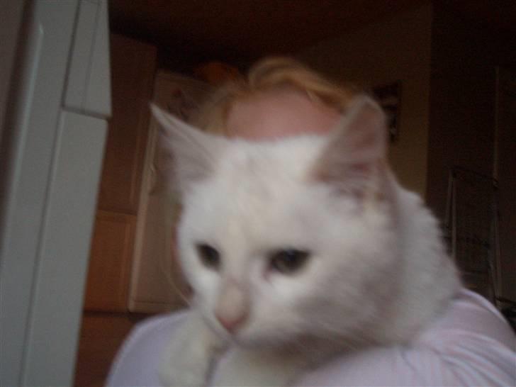 Mine søde katte billede 27