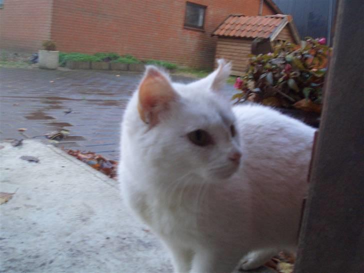 Mine søde katte billede 28