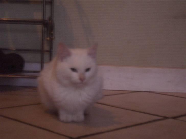 Mine søde katte - Snebbi elsker dig min skatter billede 30