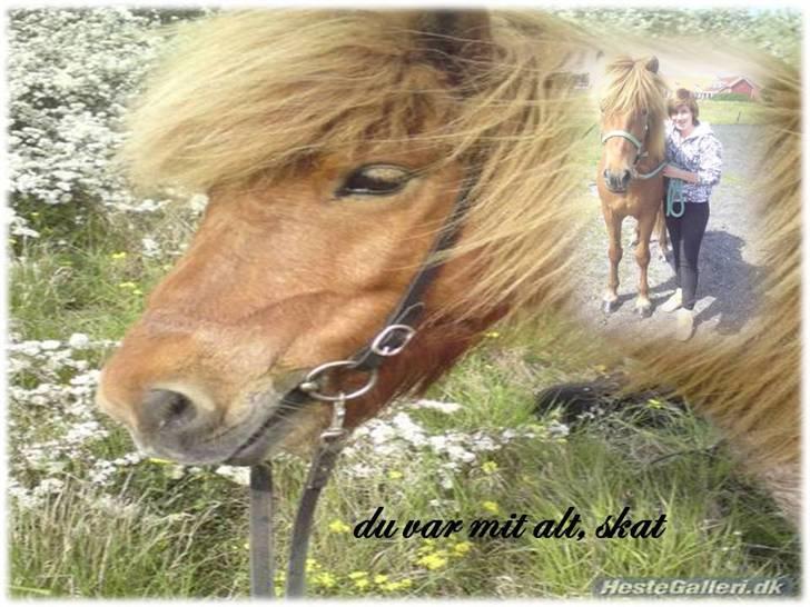 Animerede billeder - Funi, jeg red på efterskolen, ejet af poul-erik jensen billede 2