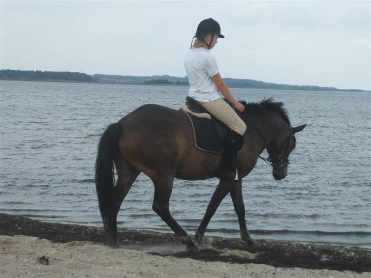 Ulbjerg Klint strand-billeder billede 4