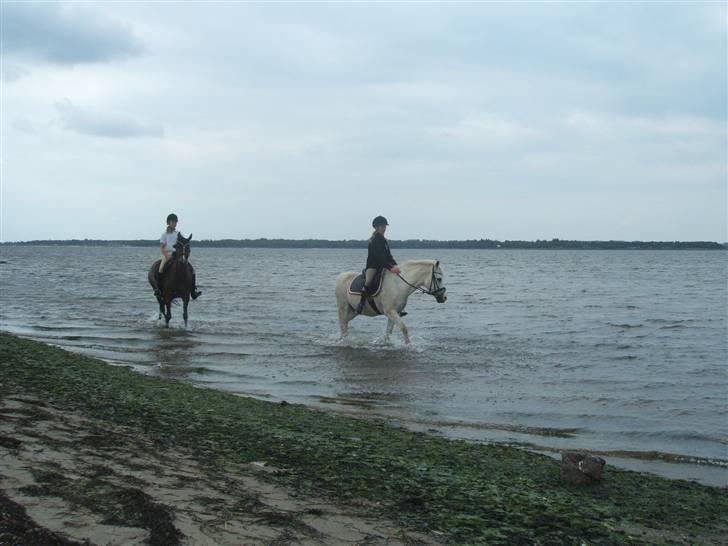 Ulbjerg Klint strand-billeder billede 5