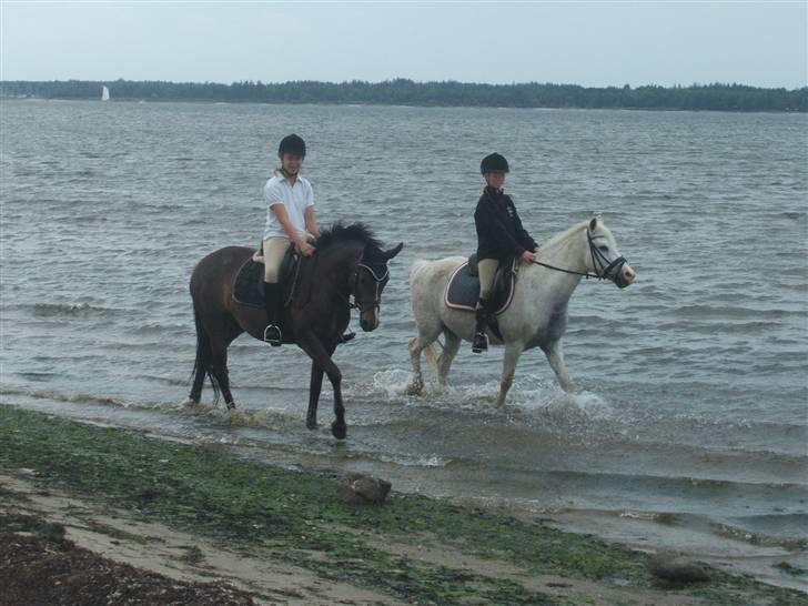 Ulbjerg Klint strand-billeder billede 7