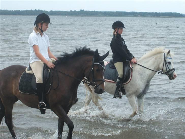 Ulbjerg Klint strand-billeder billede 8