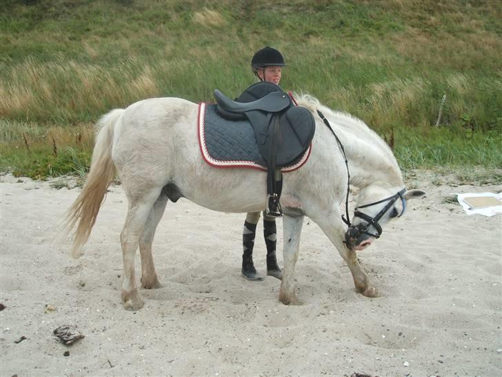 Ulbjerg Klint strand-billeder billede 10