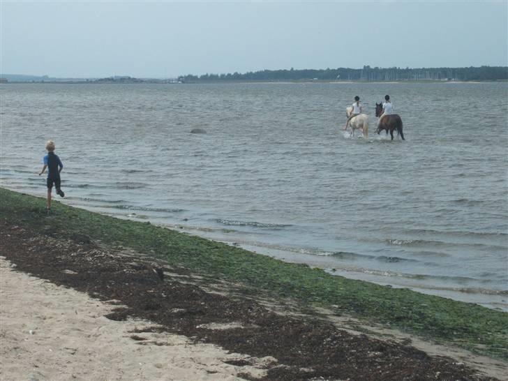 Ulbjerg Klint strand-billeder billede 12