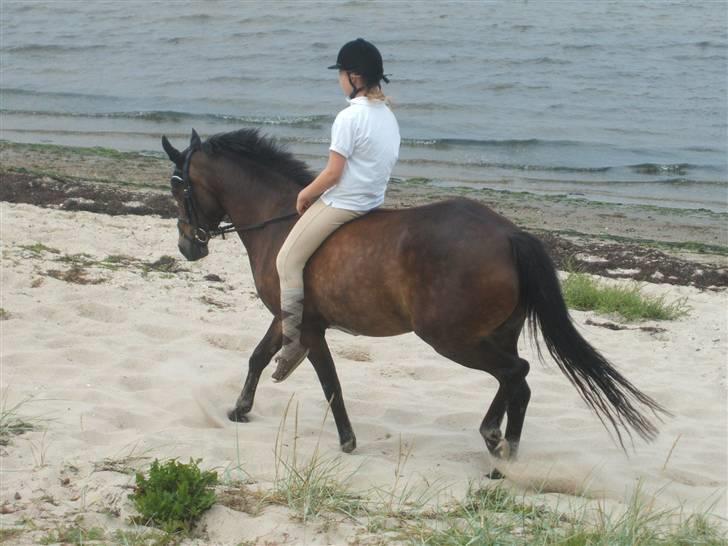 Ulbjerg Klint strand-billeder billede 14