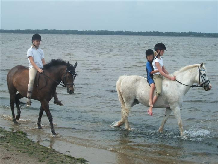 Ulbjerg Klint strand-billeder billede 20