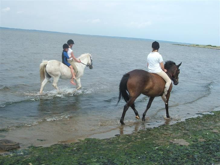 Ulbjerg Klint strand-billeder billede 21