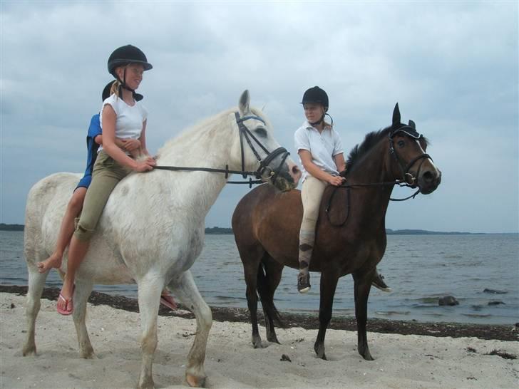 Ulbjerg Klint strand-billeder billede 24