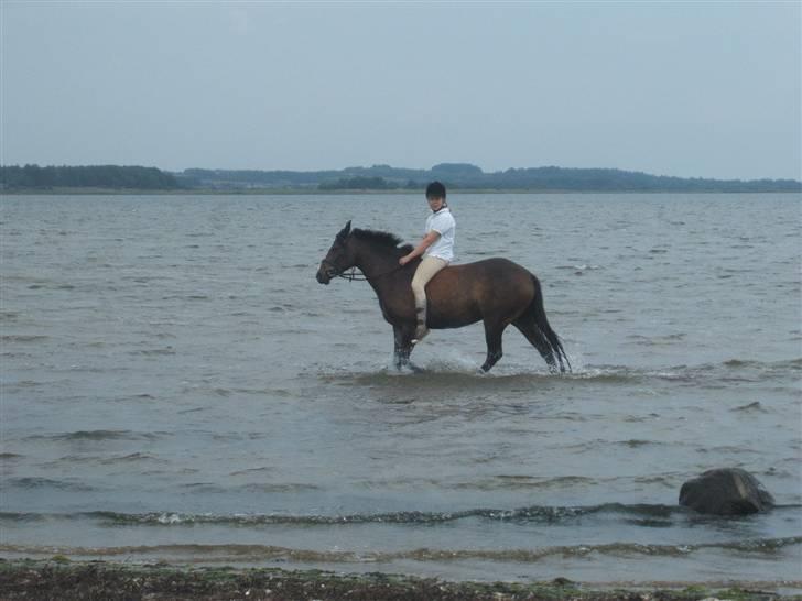 Ulbjerg Klint strand-billeder billede 26