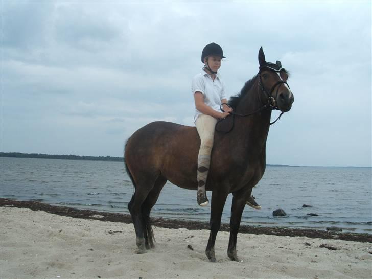 Ulbjerg Klint strand-billeder billede 28