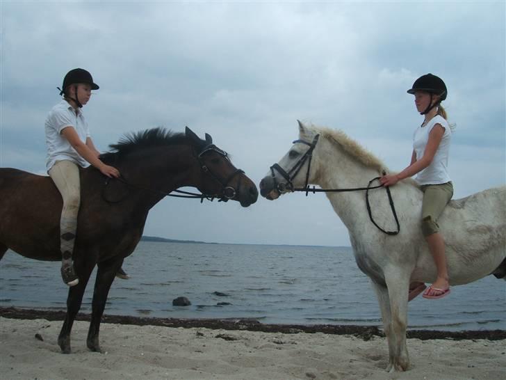 Ulbjerg Klint strand-billeder billede 29