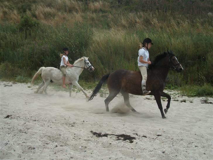 Ulbjerg Klint strand-billeder billede 30