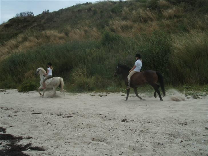 Ulbjerg Klint strand-billeder billede 31