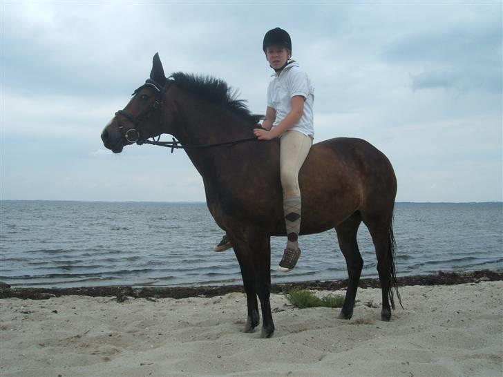 Ulbjerg Klint strand-billeder billede 36