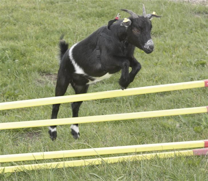 Min ged  - Lis springer over nogle ponygames tingere ;) billede 23