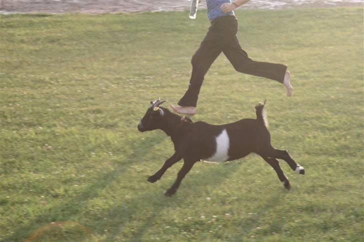 Min ged  - Hun kan løbe MEGA stærkt billede 24