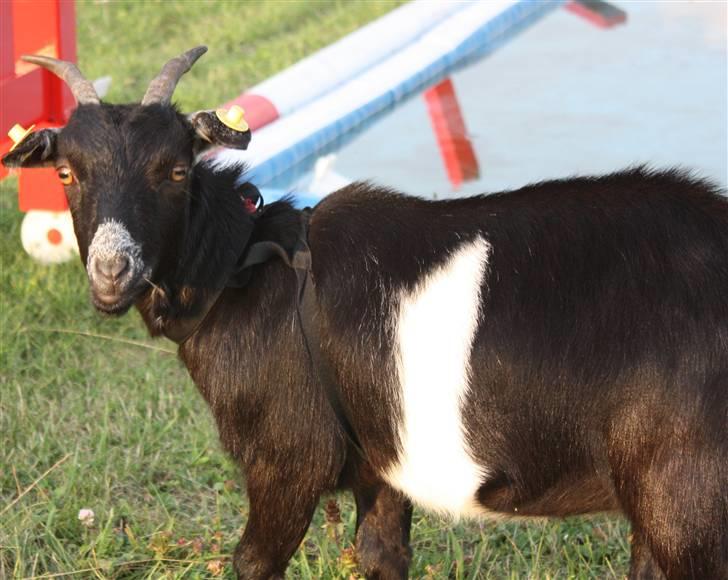 Min ged  - Lille model lis ;) billede 25