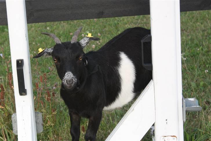 Min ged  - Hun er altid nysgerig og ikke bange for noget som helst billede 26