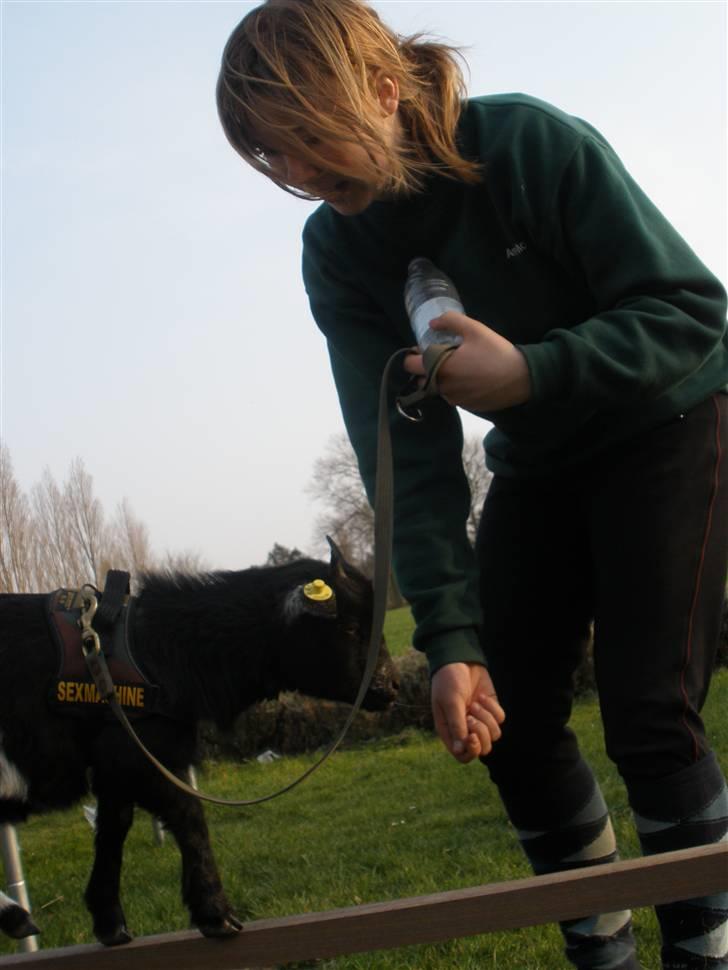 Min ged  - Ane og lis øver til dyrskuet - line- billede 27