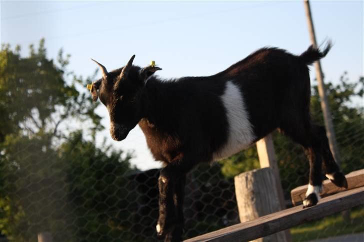 Min ged  - Hun galopere inde i folden:D billede 28