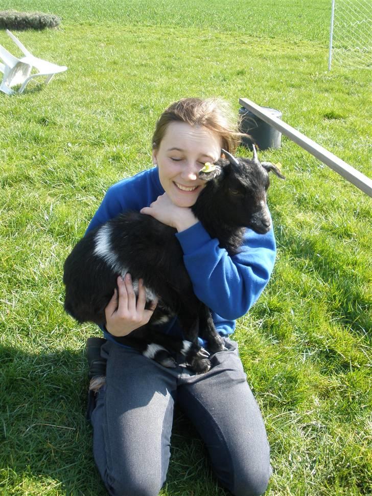 Min ged  - Krammer til lis :) billede 29