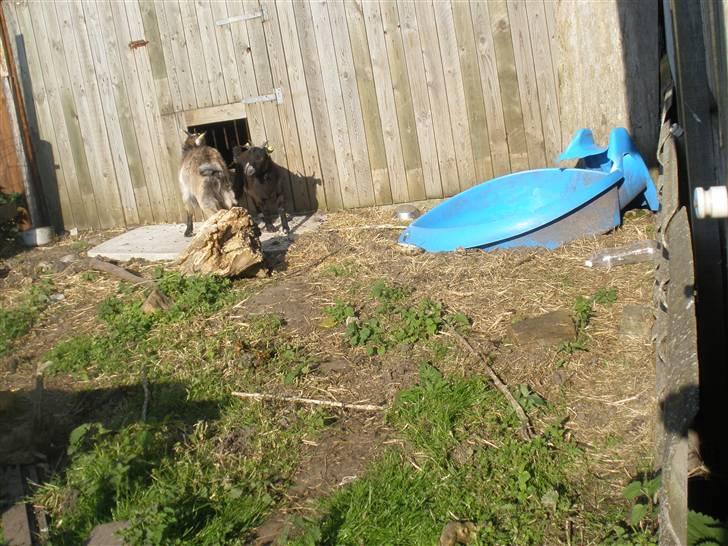 Min ged  - Helle og lisbeth løber ud af deres hhus billede 30