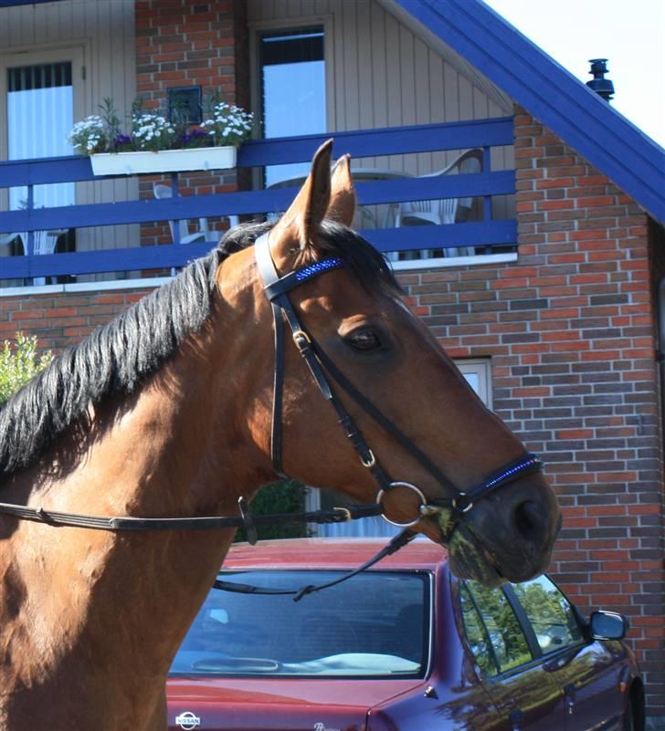 SD pandebånd + næsebånd billede 5