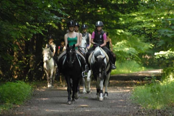 Charlie - Min part - Orienterringsridt i skoven på ridelejren (igen) billede 7