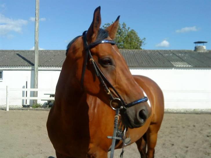 SD pandebånd + næsebånd billede 6