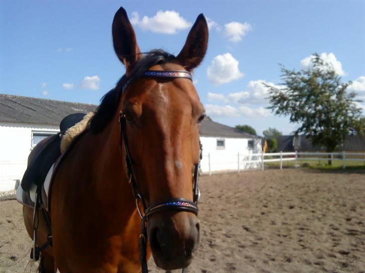 SD pandebånd + næsebånd billede 7