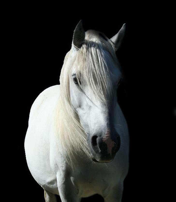 Billedredigering (har leget lidt...) billede 37