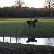 Stemningbilleder fra Nørreskovgaard