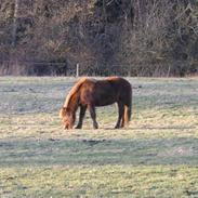 Stemningbilleder fra Nørreskovgaard