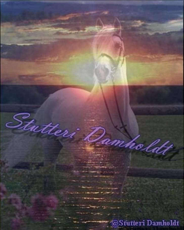 Logo til nforn billede 3