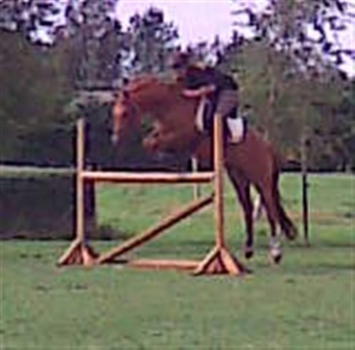 Billeder af andre heste jeg rider - Her har jeg fået lov og prøve Brandon :) d. 4/8-09
Springer ca. 115 cm :) billede 7