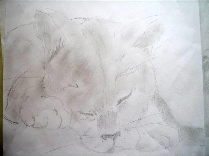 Mine Tegninger - Min kat når han soverzZzZz billede 8