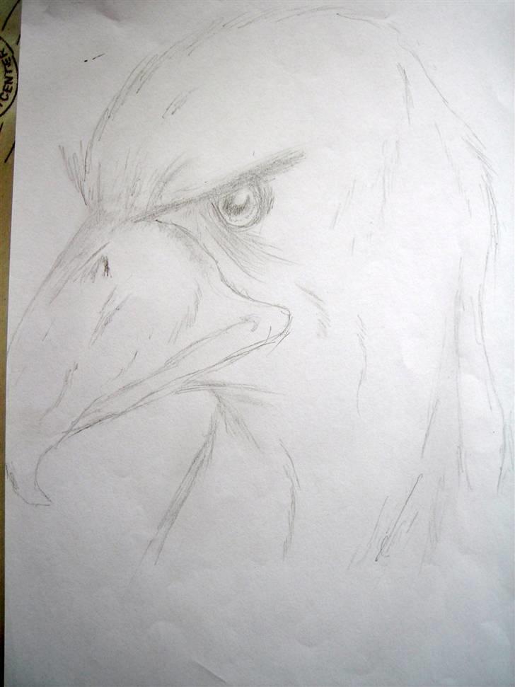 Mine Tegninger - En eller anden ørn billede 9