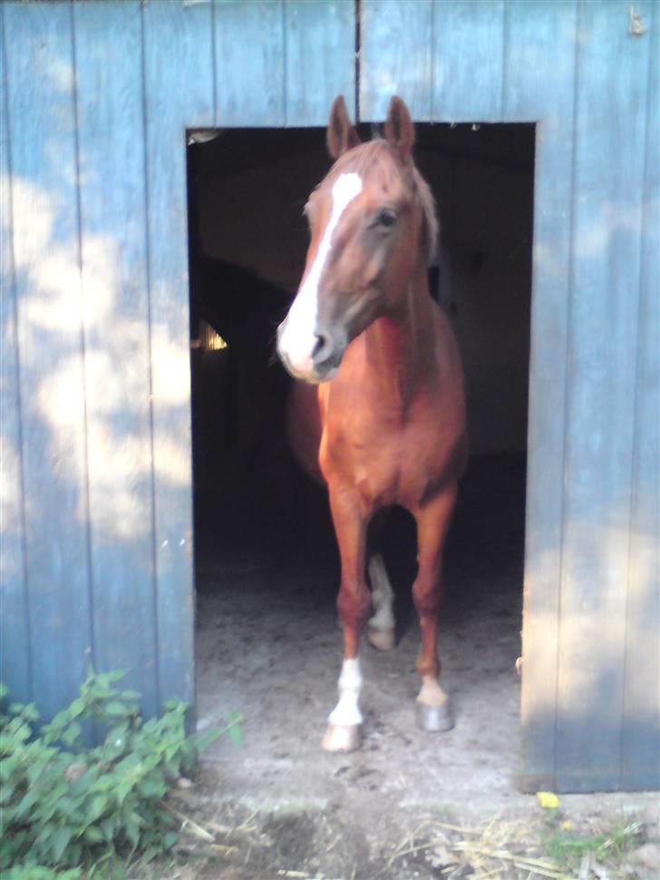 Sommerferie billeder af Tasano og Ace - sommer 2009 billede 38