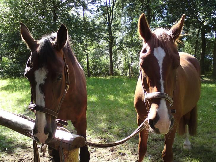 Sommerferie billeder af Tasano og Ace - sommer 2009 billede 39