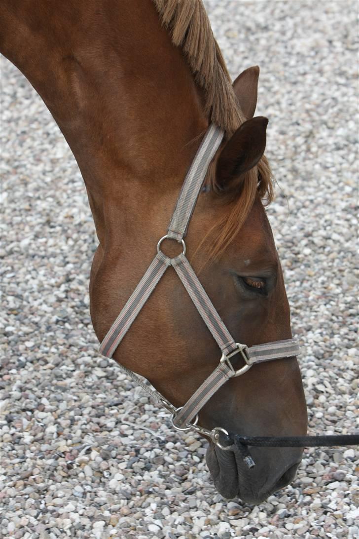 Sjov, Spas, hygge, løsspringningen og tricks (L) billede 1