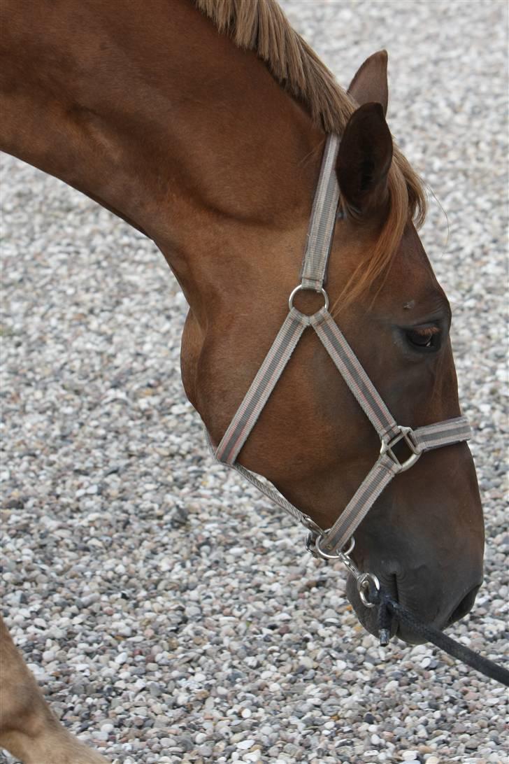 Sjov, Spas, hygge, løsspringningen og tricks (L) billede 2