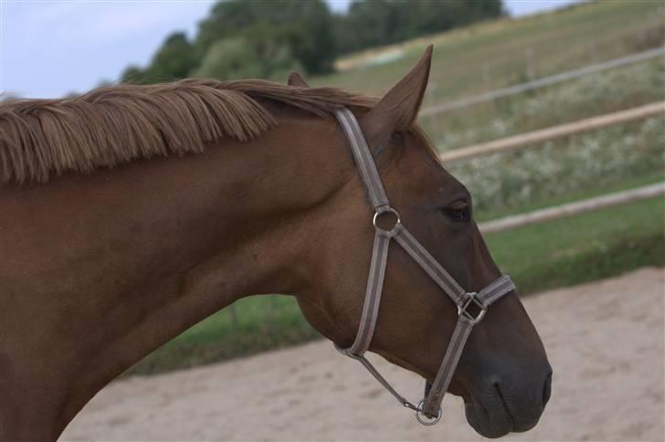 Sjov, Spas, hygge, løsspringningen og tricks (L) billede 6