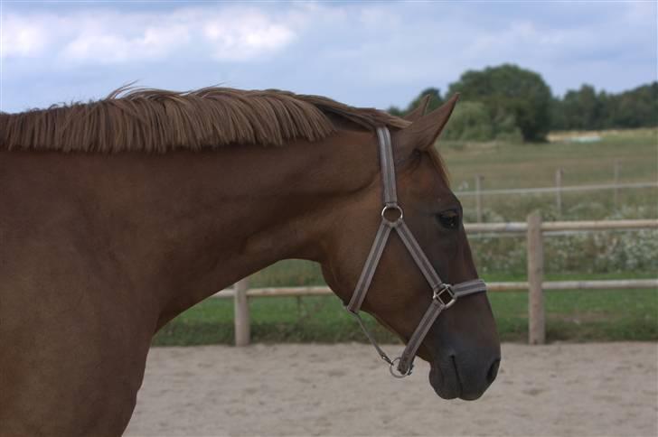 Sjov, Spas, hygge, løsspringningen og tricks (L) billede 7