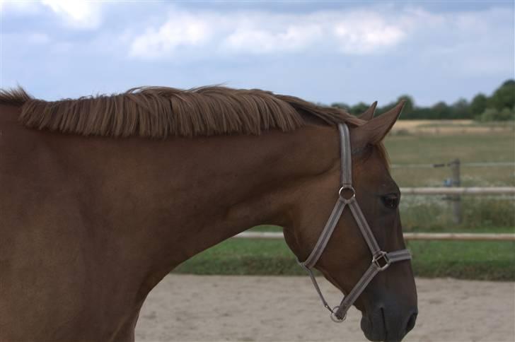 Sjov, Spas, hygge, løsspringningen og tricks (L) billede 8