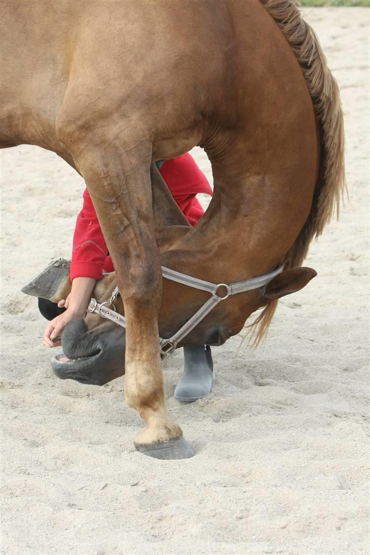 Sjov, Spas, hygge, løsspringningen og tricks (L) billede 11